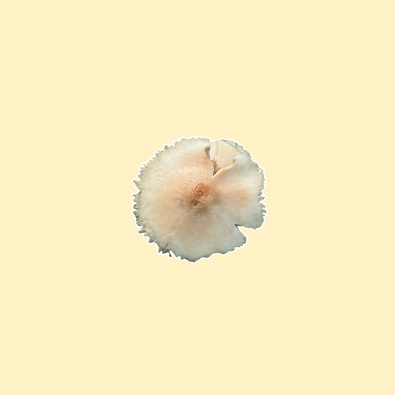 Create a Life Pie task image