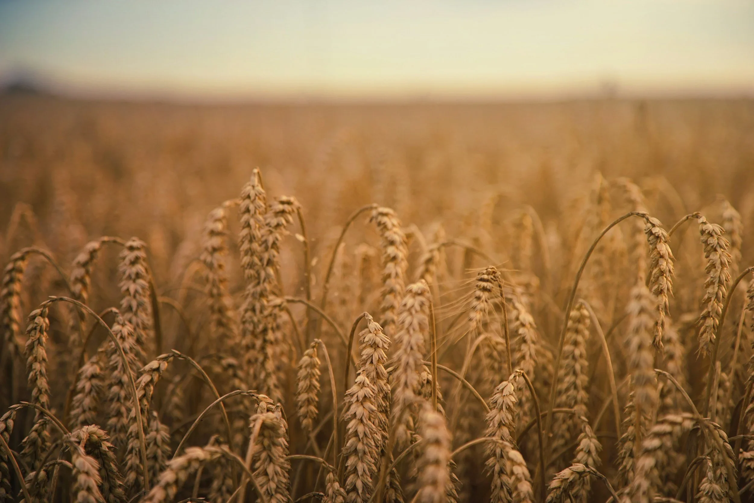 Wholegrain spelt wheat field at sunset