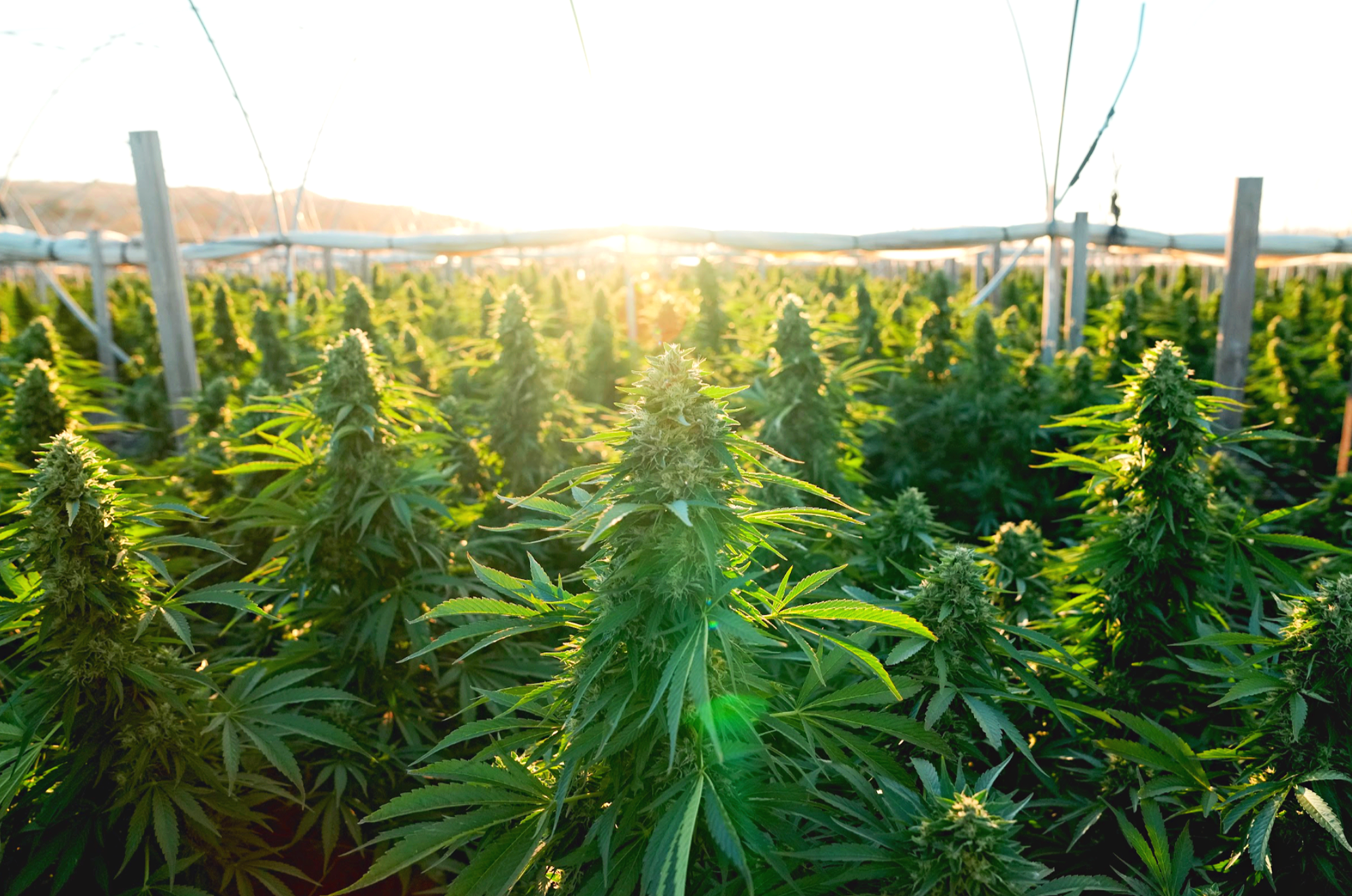 Cannabis Farm Videography California