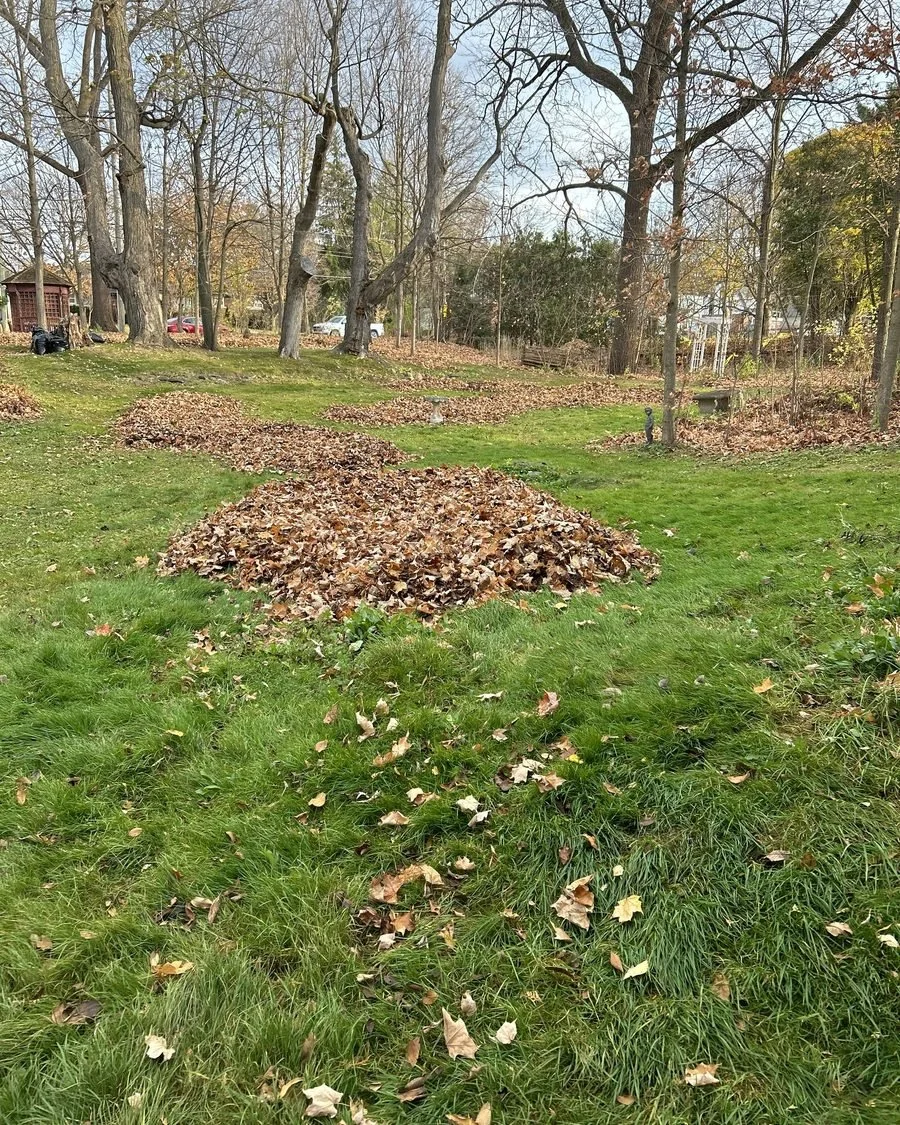 Large yard with leaf piles during a cleanup