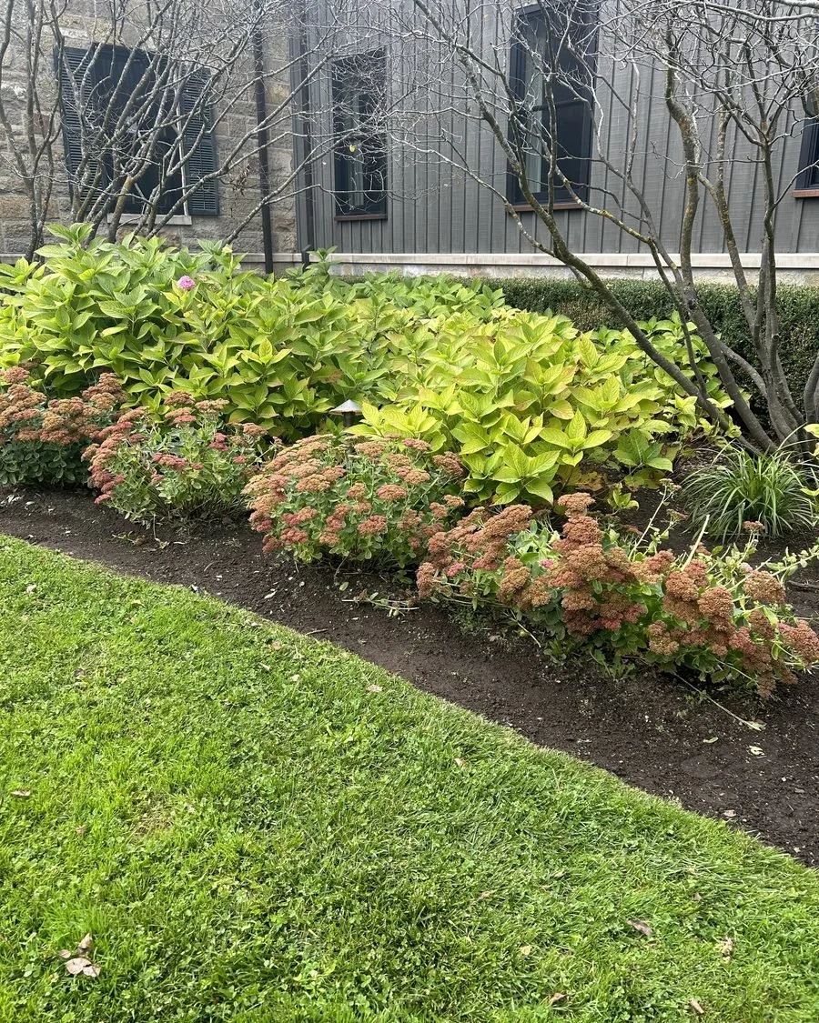 Tidy bed edge next to the lawn