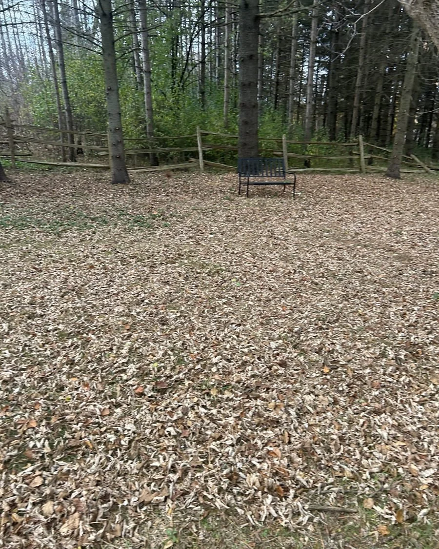 Backyard covered in leaves before a fall cleanup