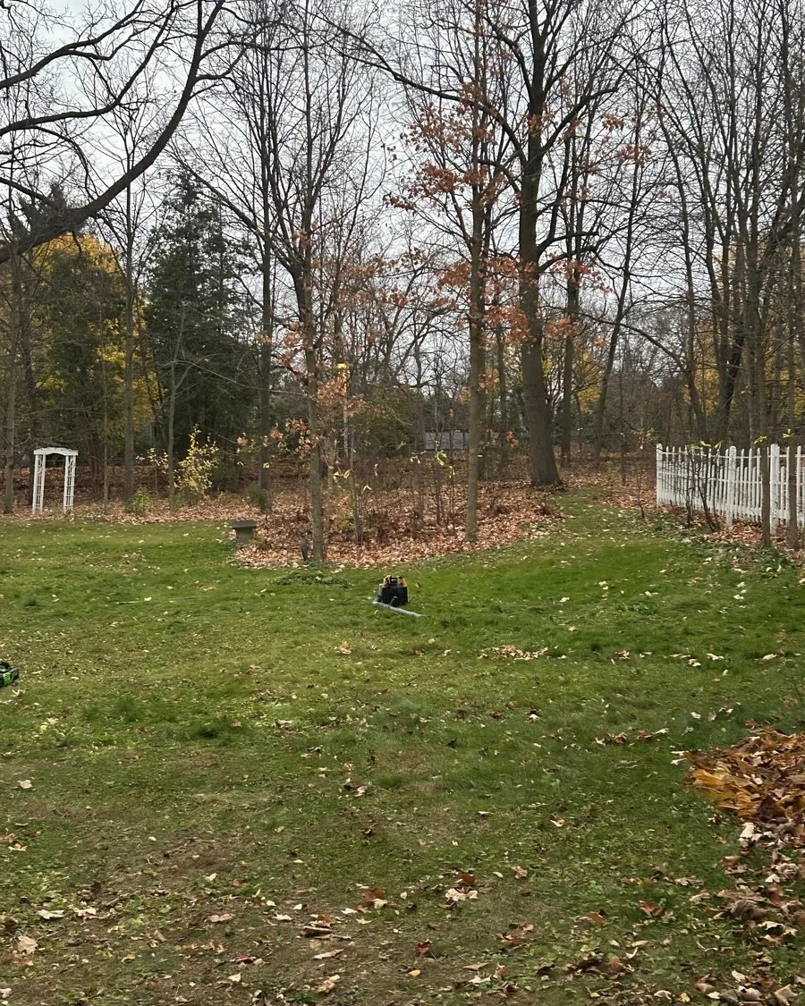 Treed backyard during a cleanup
