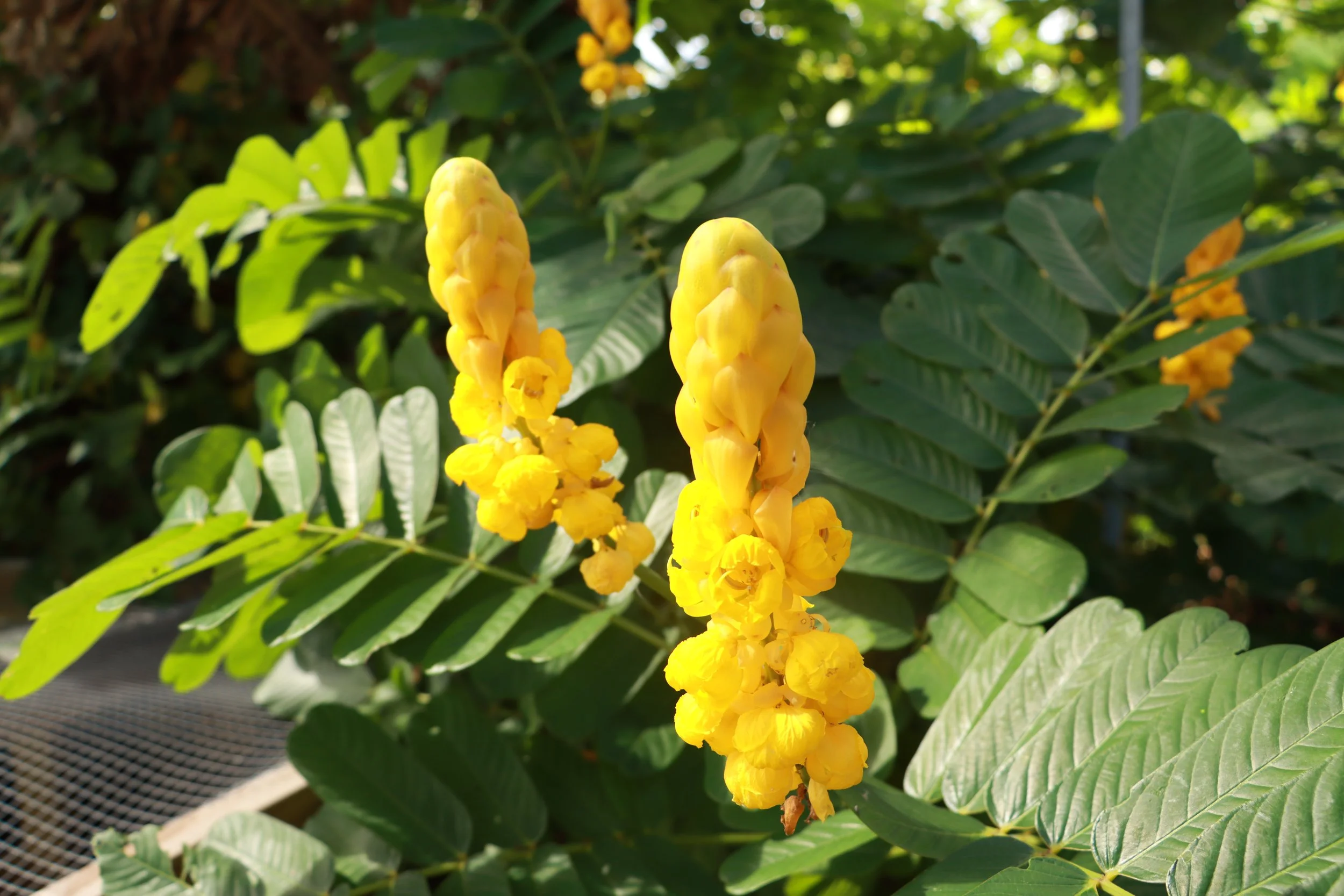 Talantalán (Senna alata)