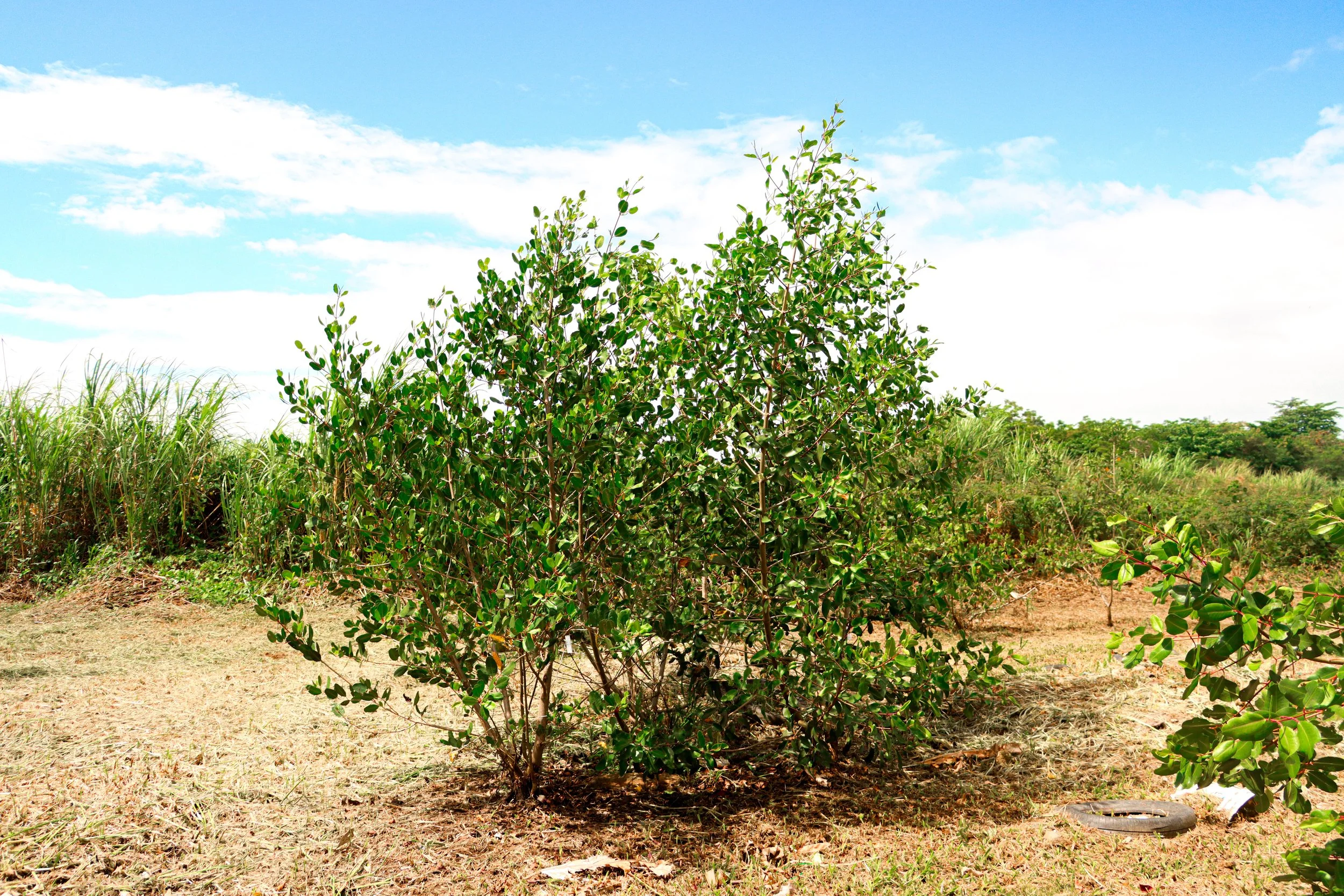 Mangle blanco (Laguncularia racemosa)