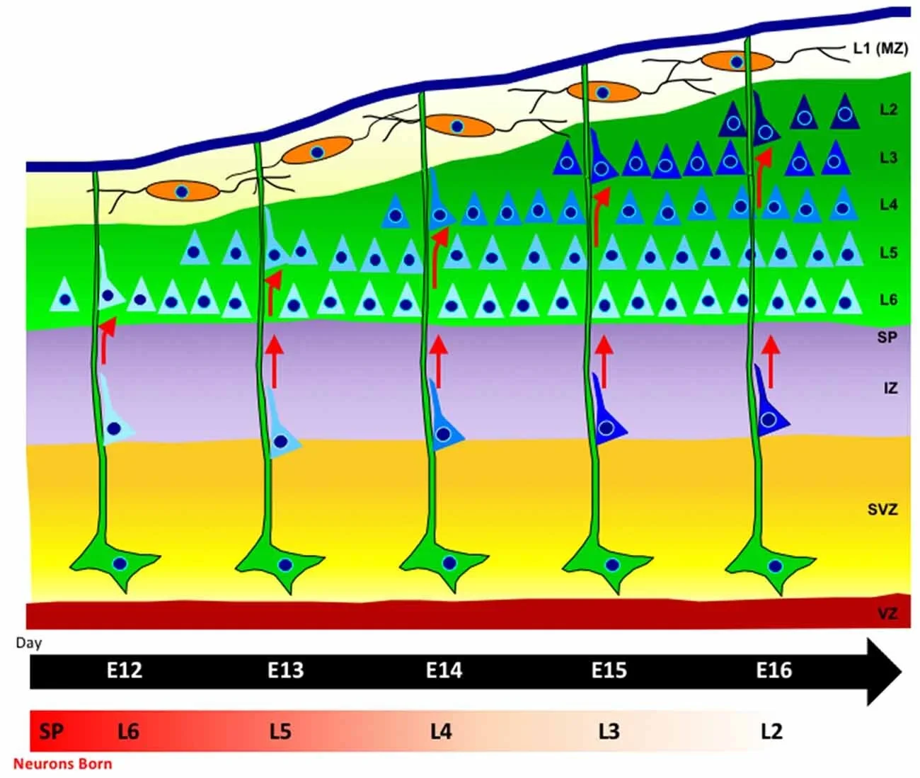   Schematic of neural migration to form the cortex in the early brain.  Glia cells are depicted in green. Neurons (blue) are born in the ventricular zone (VZ) and migrate along the glia fibers. The cortex is formed in an inside-out fashion such that later-born neurons pass through earlier-born neurons in deeper layers (lighter blue shading). In autism, the complex process of neural migration, placement, alignment and connection is impaired.(Diagram from Gilbert and Man, Front. Cell. Neurosci., 2017) 