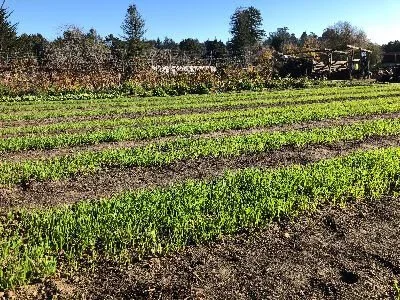  New crops sprouting at Common Roots Farm. 