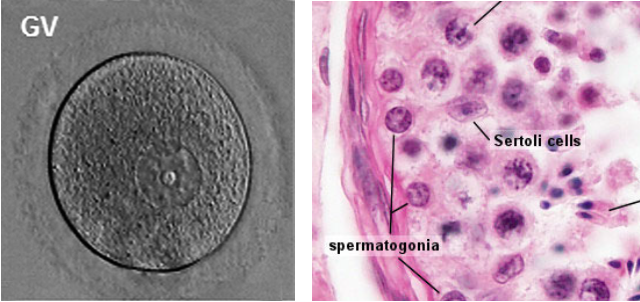  Egg (left) and sperm (right, as spermatogonia, the progenitors of sperm) contain the complex multi-layered molecular code for building a new human. Their heritable content is multi-layered and not limited to the DNA sequence. (Images from Embryology Education and Research website  embryology.med.unsw.edu.au/embryology ) 