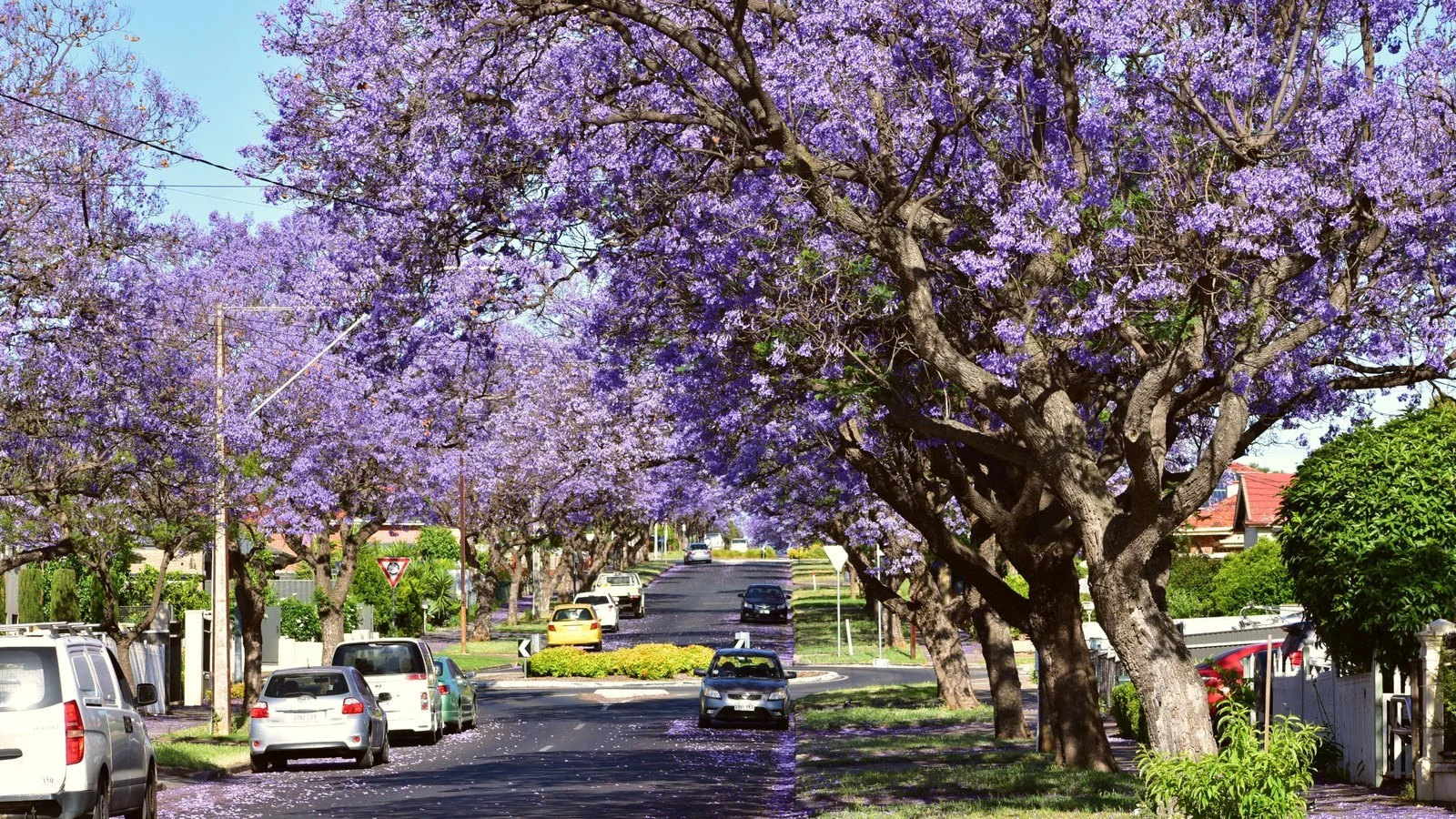 Suburban Australian street lined with jacaranda trees in full bloom in spring