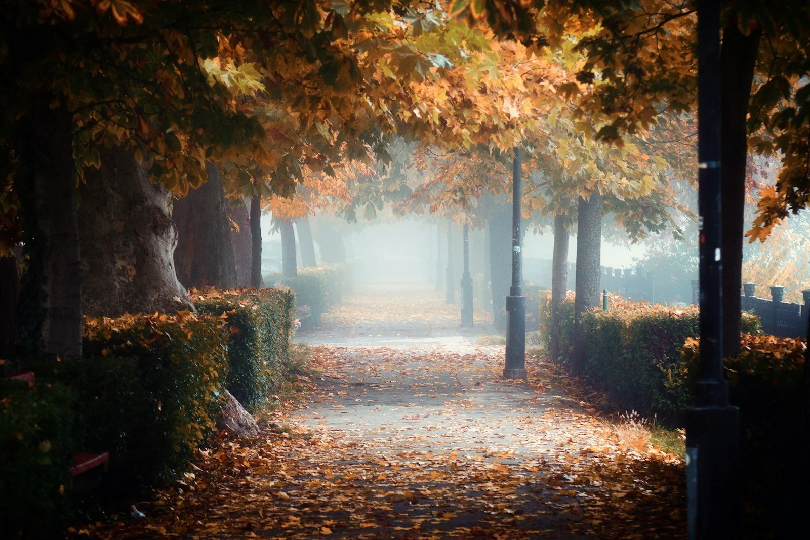 Autumn pathway in a park with fallen leaves