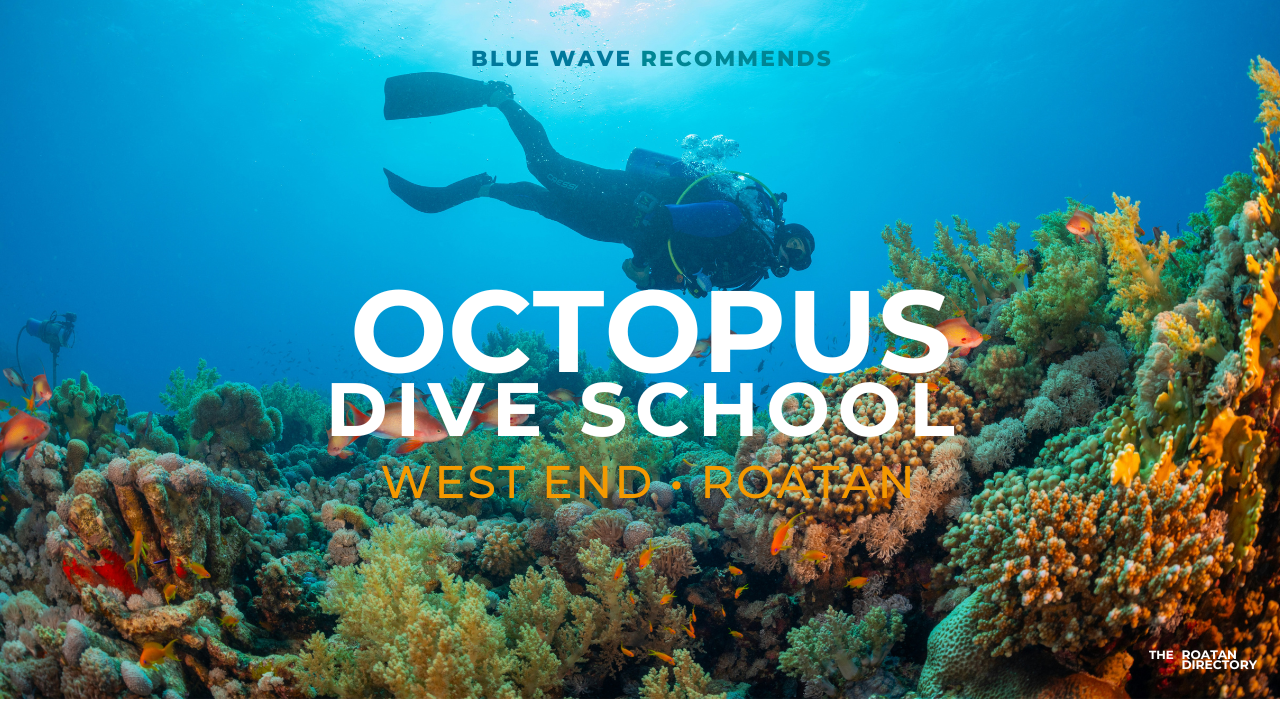 Octopus Dive School featured image