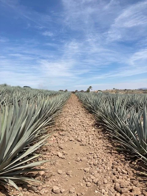 Agave field Mexico