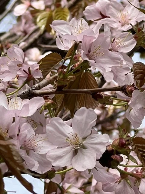 Cherry blossoms Japan