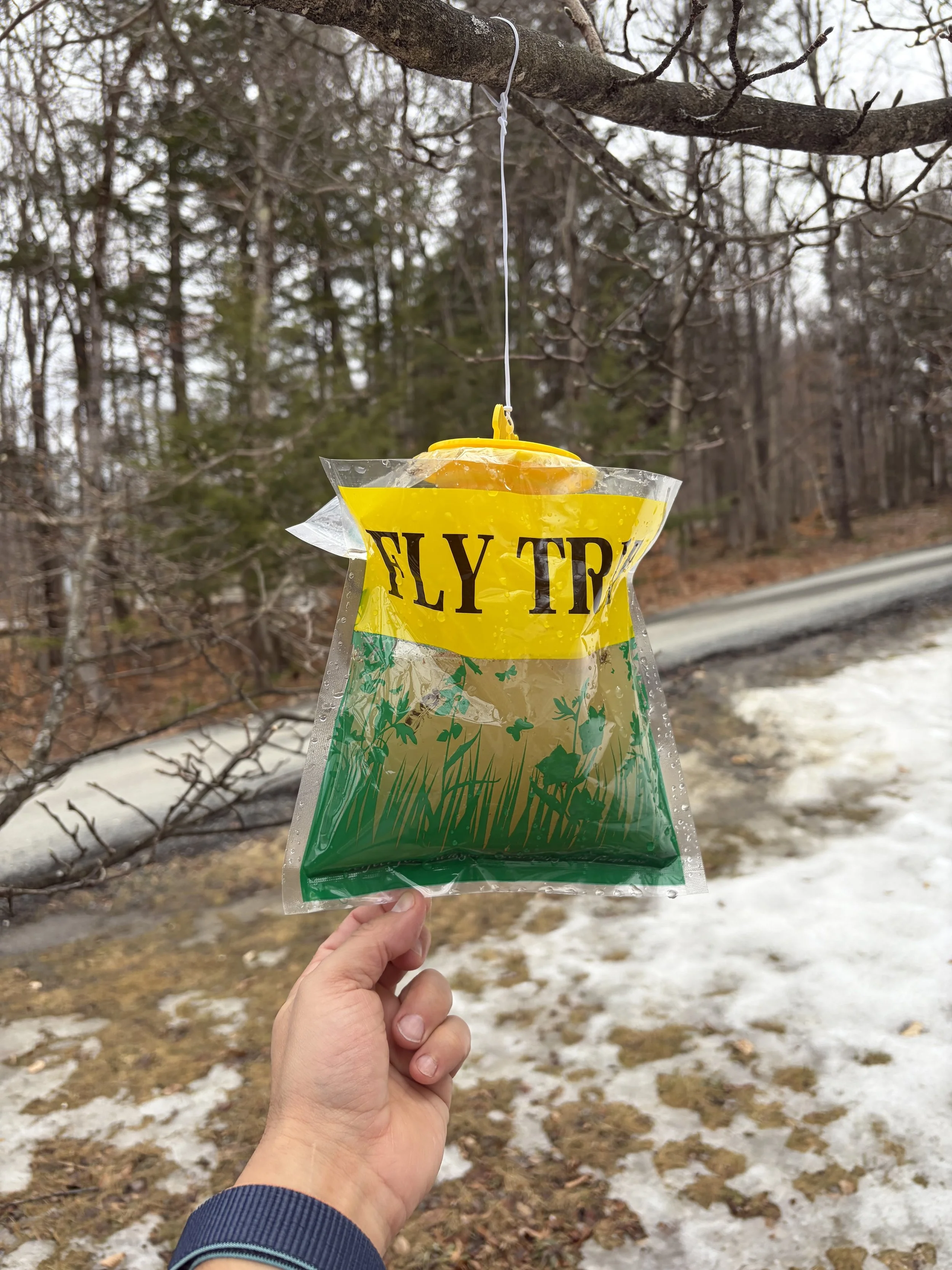 FlyShark disposable fly trap bag hanging outdoors on a fence post, water-activated lure inside