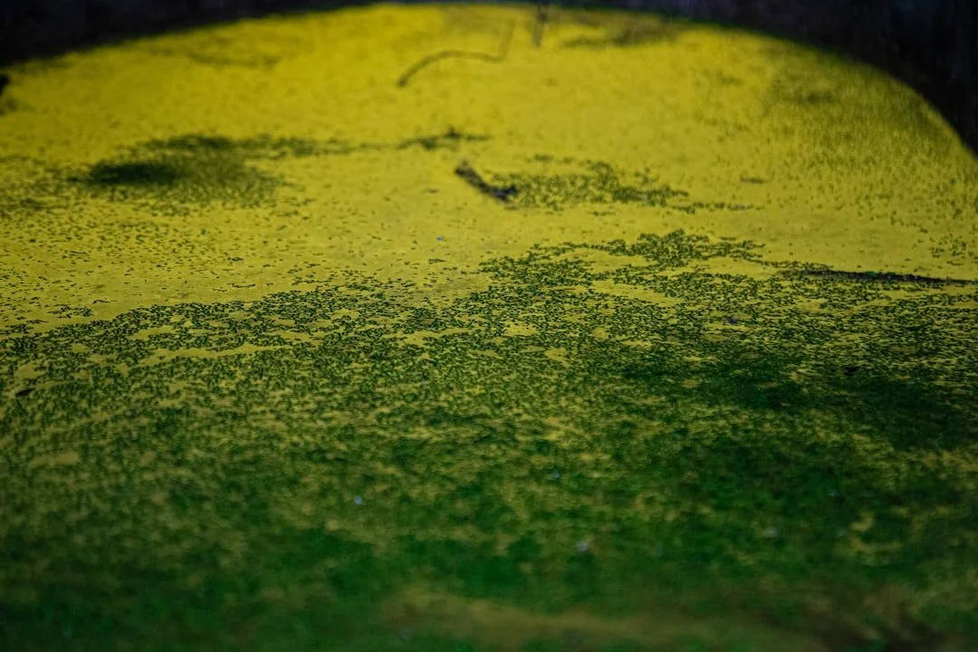 yellow powder on bottom of backyard swimming pool