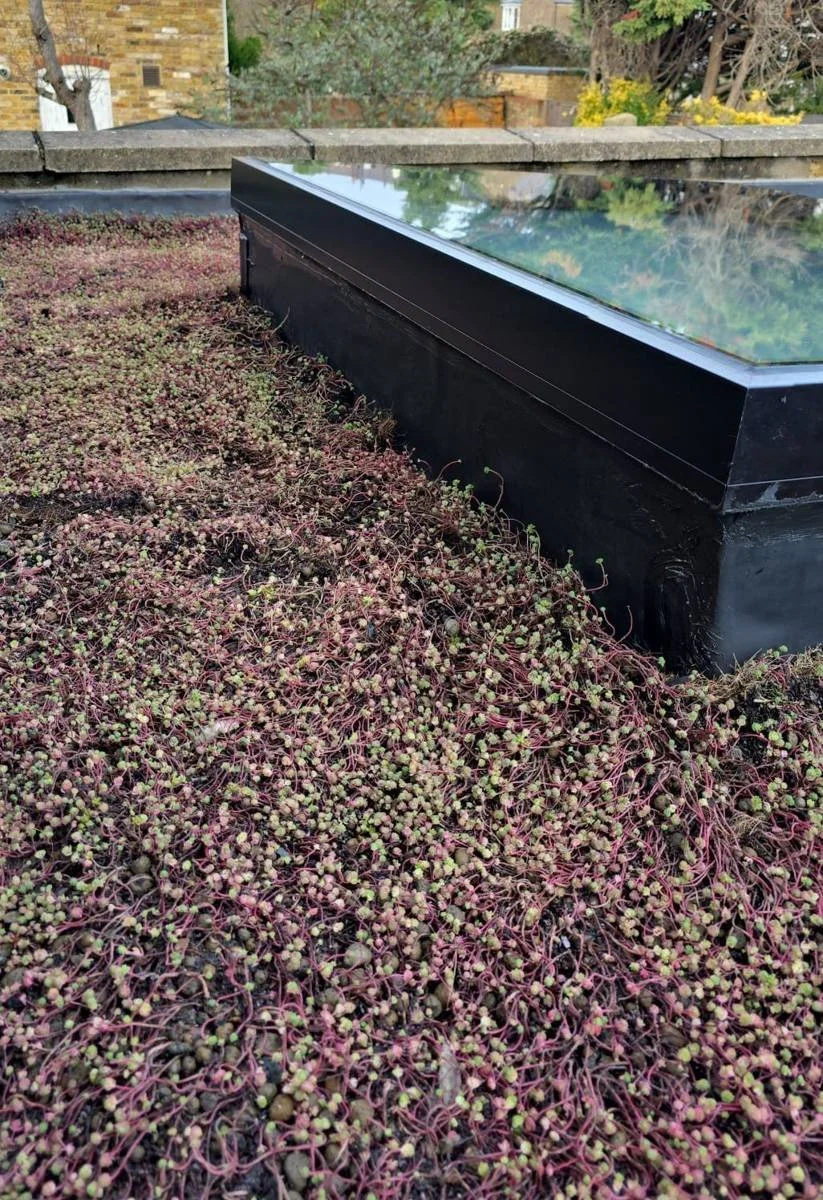 Green roof planted around a rooflight on the flat roof of a Victorian cottage in SW19 renovated by RELM Interiors