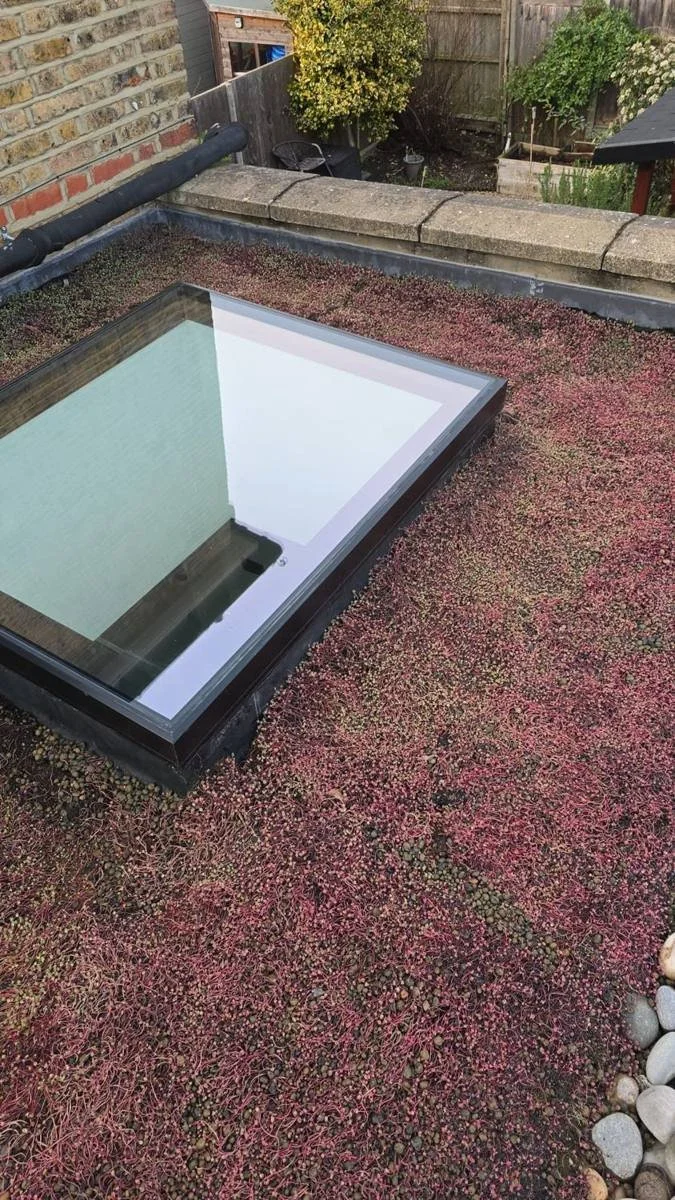 Planted green roof on the flat roof of a Victorian cottage in SW19