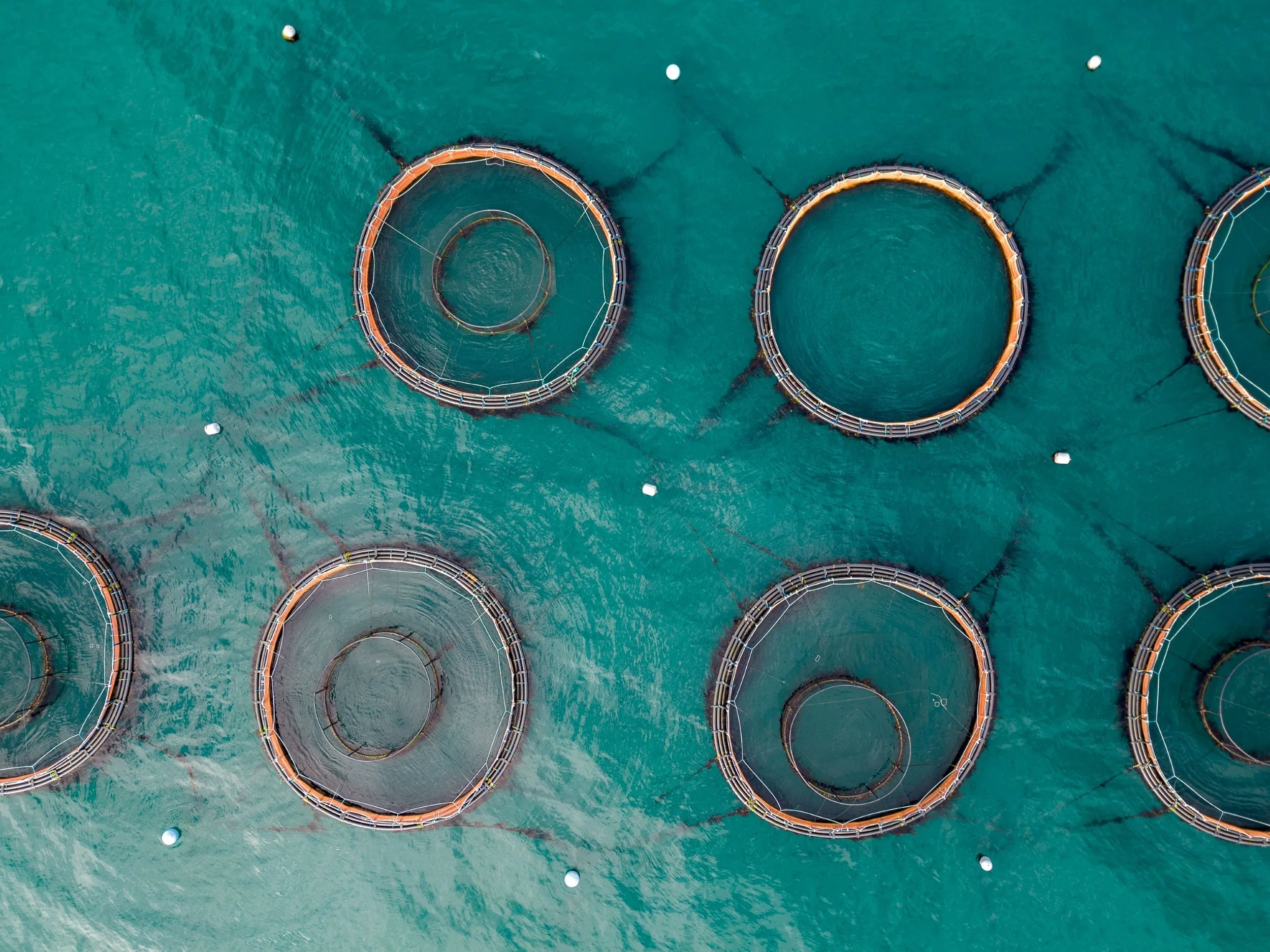Salmon farm pens on a Norwegian fjord — ESIA management and oversight for aquaculture and coastal projects