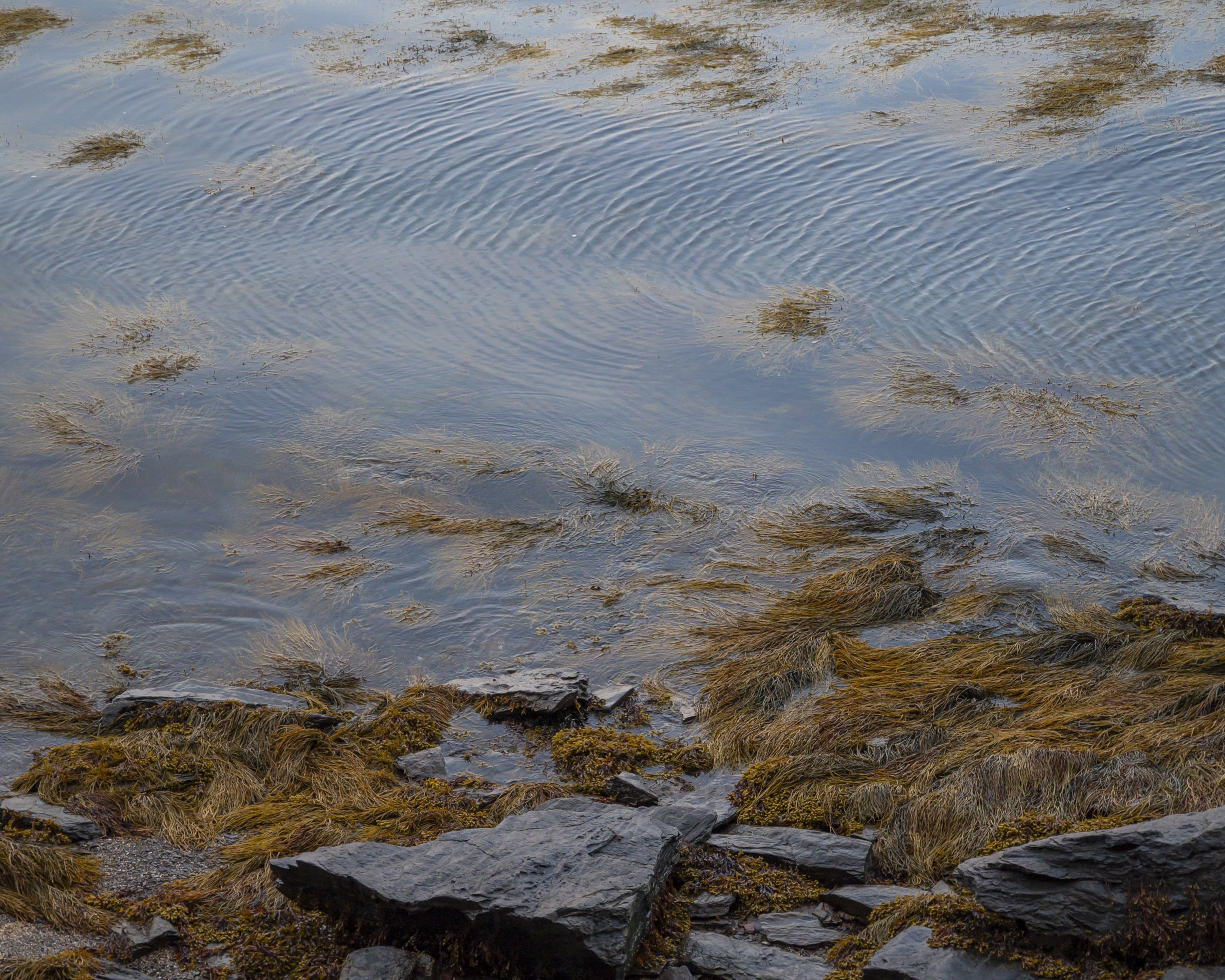 Tidal water rippling against a rocky Maine shoreline