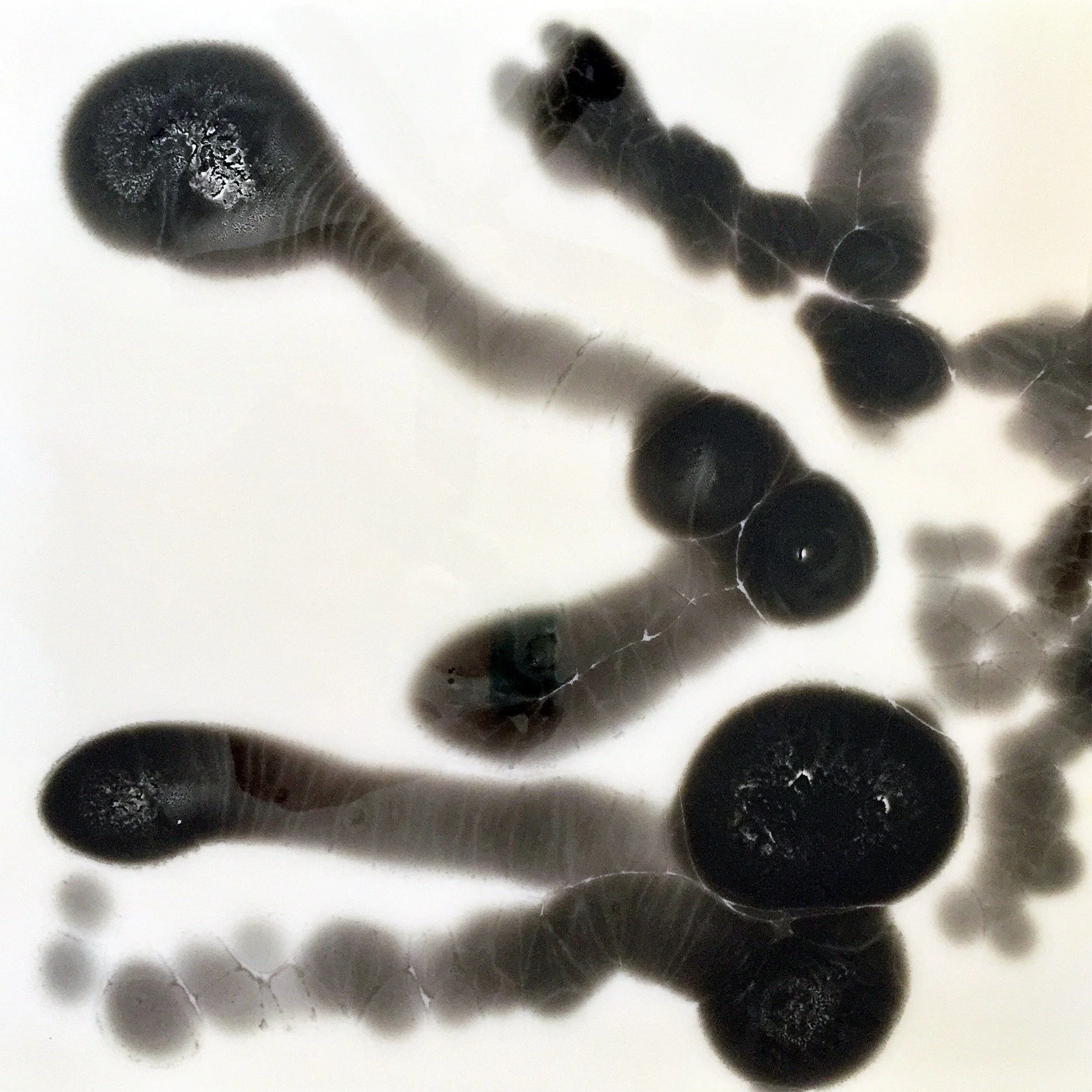 Dark rounded cellular forms in a mixed-media painting from Erin McGee Ferrell’s Petri Dish series.