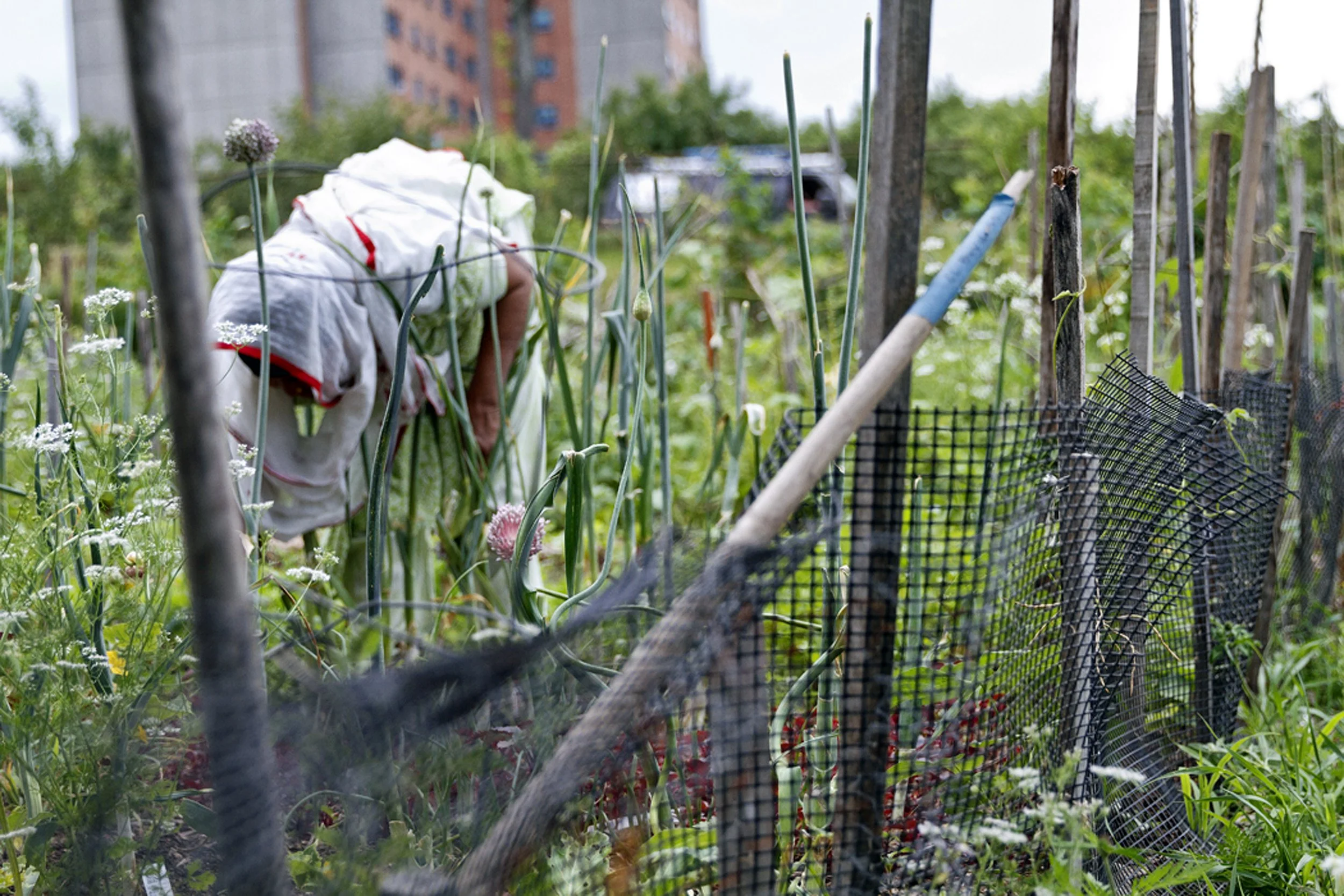 Boyd Street Community Garden, Portland. Photograph: Adam Birt.