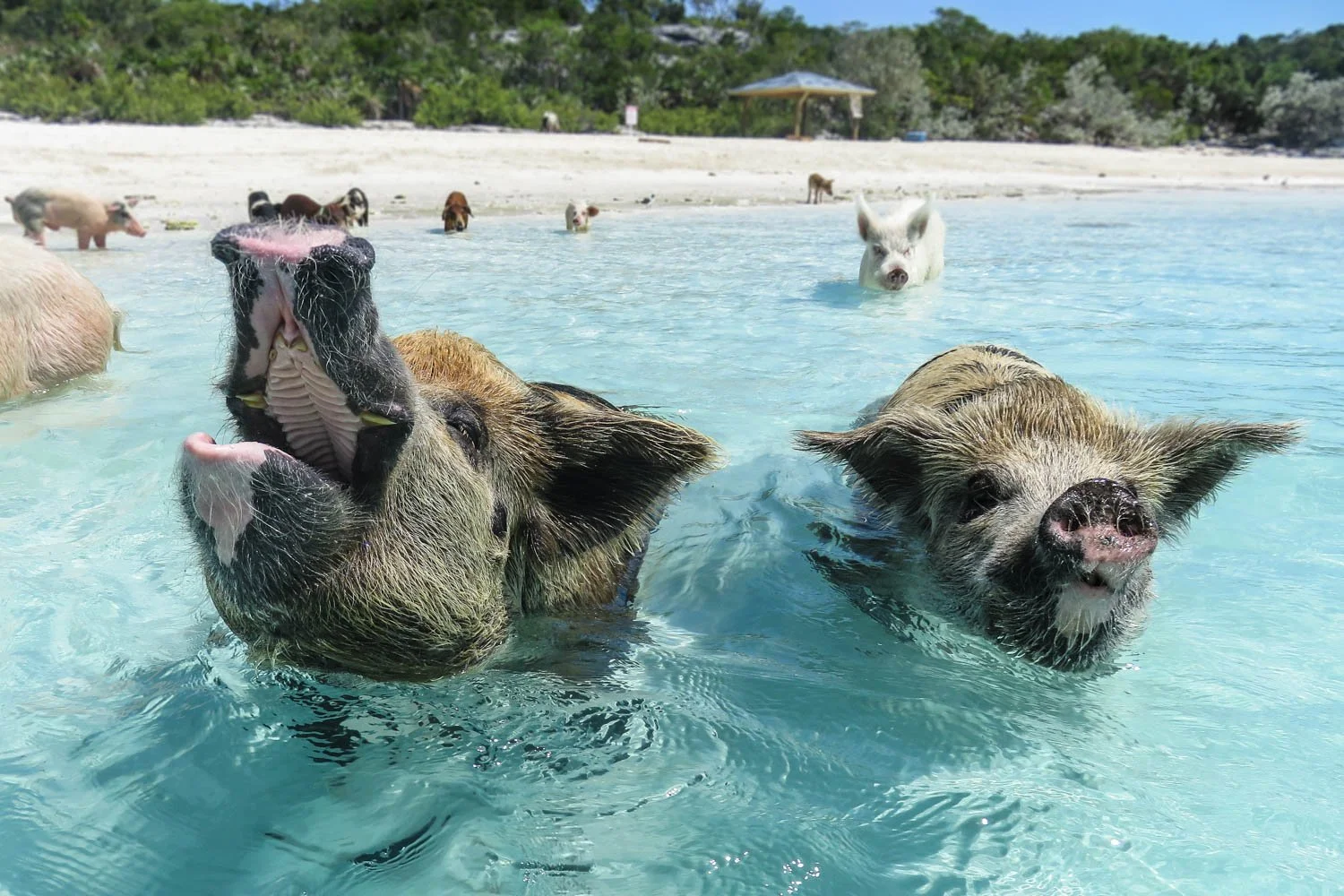 Swimming Pigs