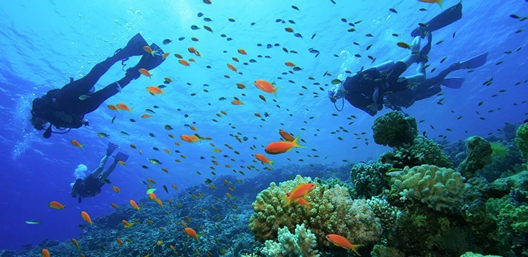 Dive & Marine Adventure Groups