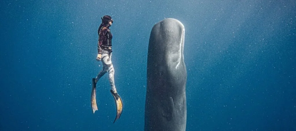 Whale watching Dominica