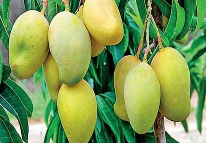 Mangoes