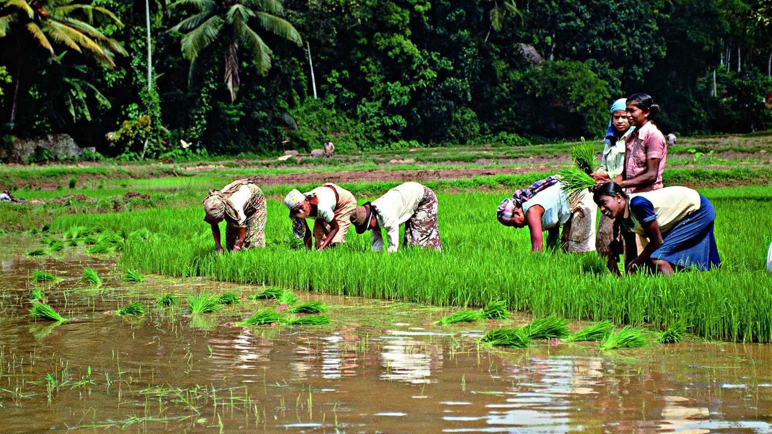 Rural community farming