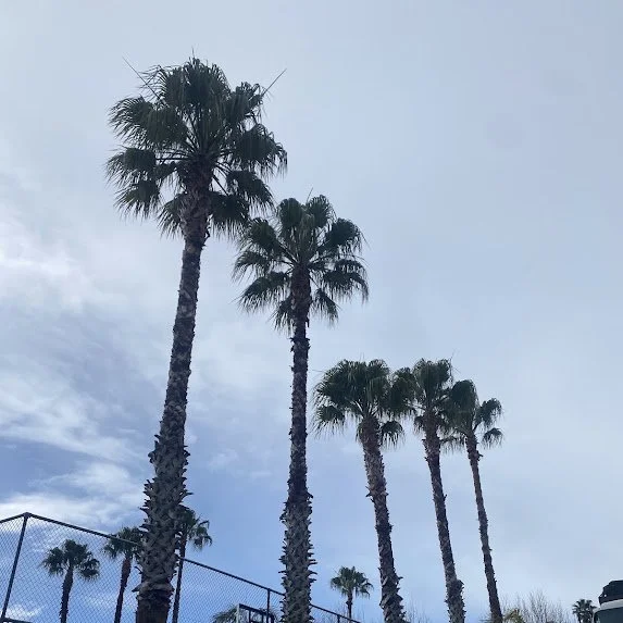 Palm trees beside a fenced outdoor area in Gulf Harbour