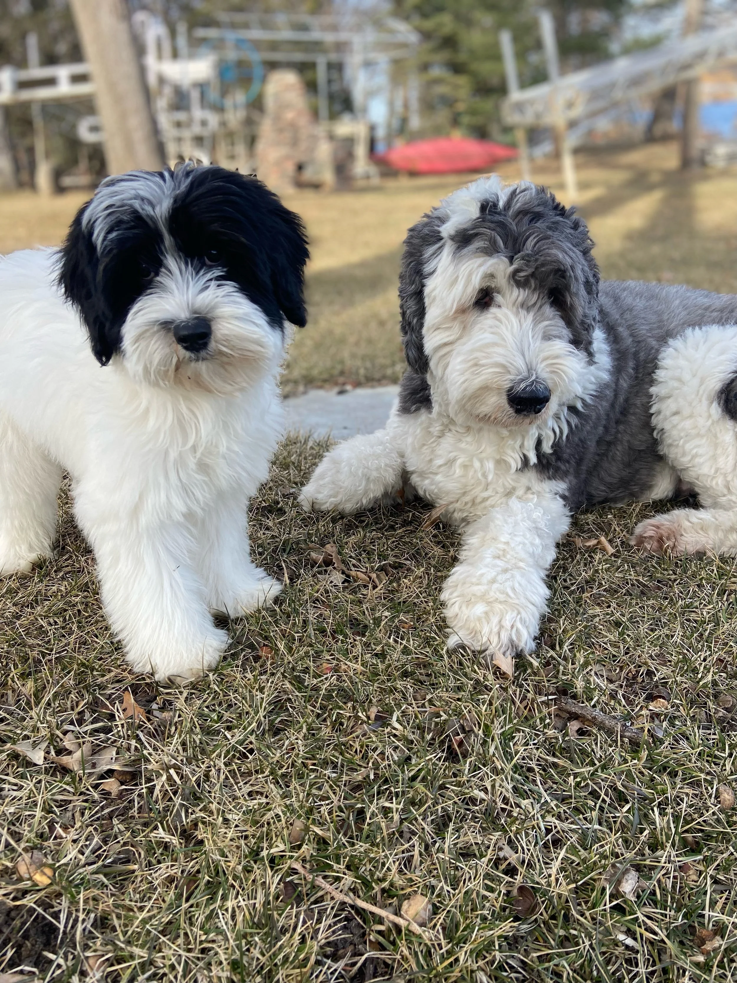 Dash the sheepadoodle with Gus the bernedoodle