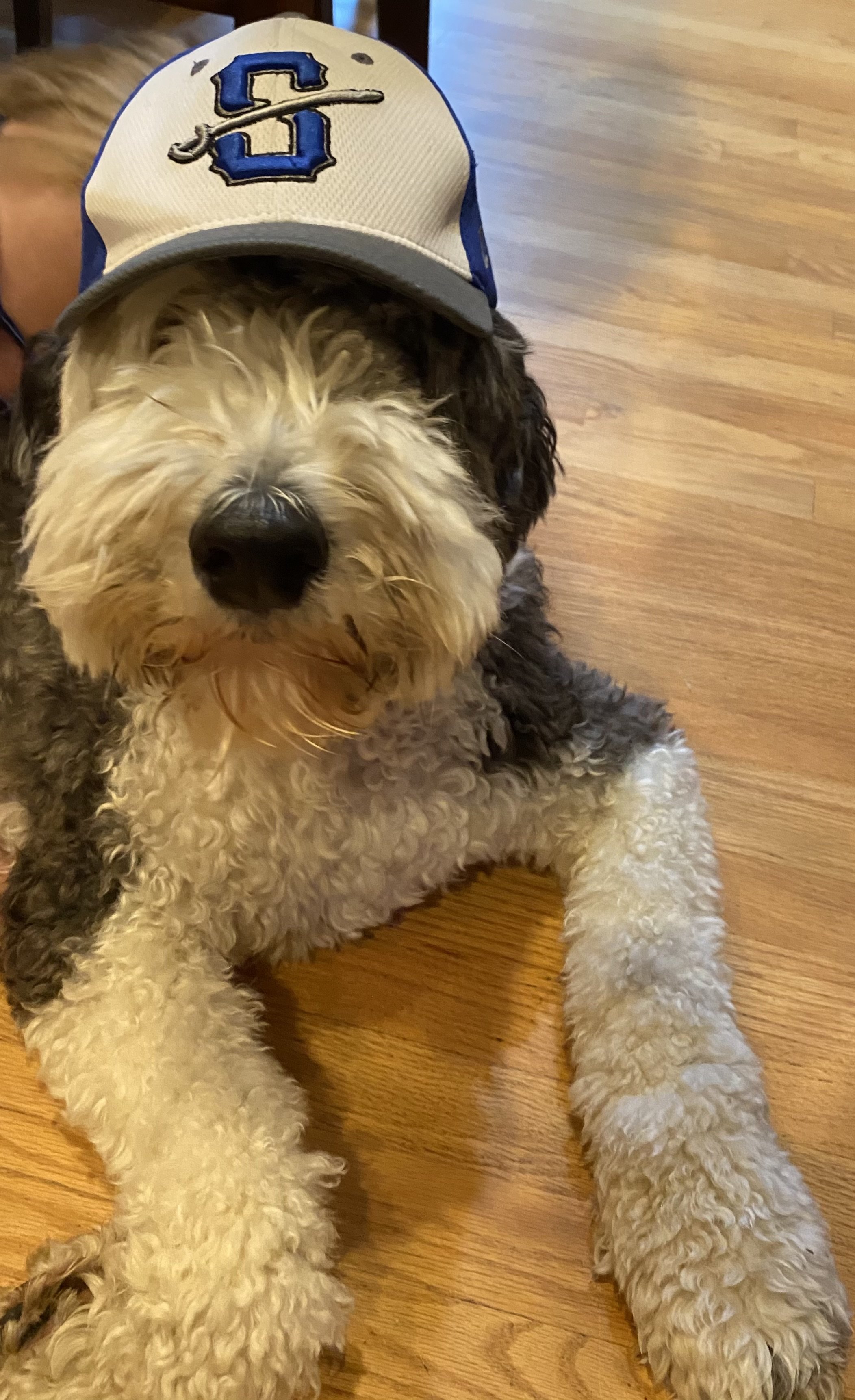 Dash, the sheepadoodle