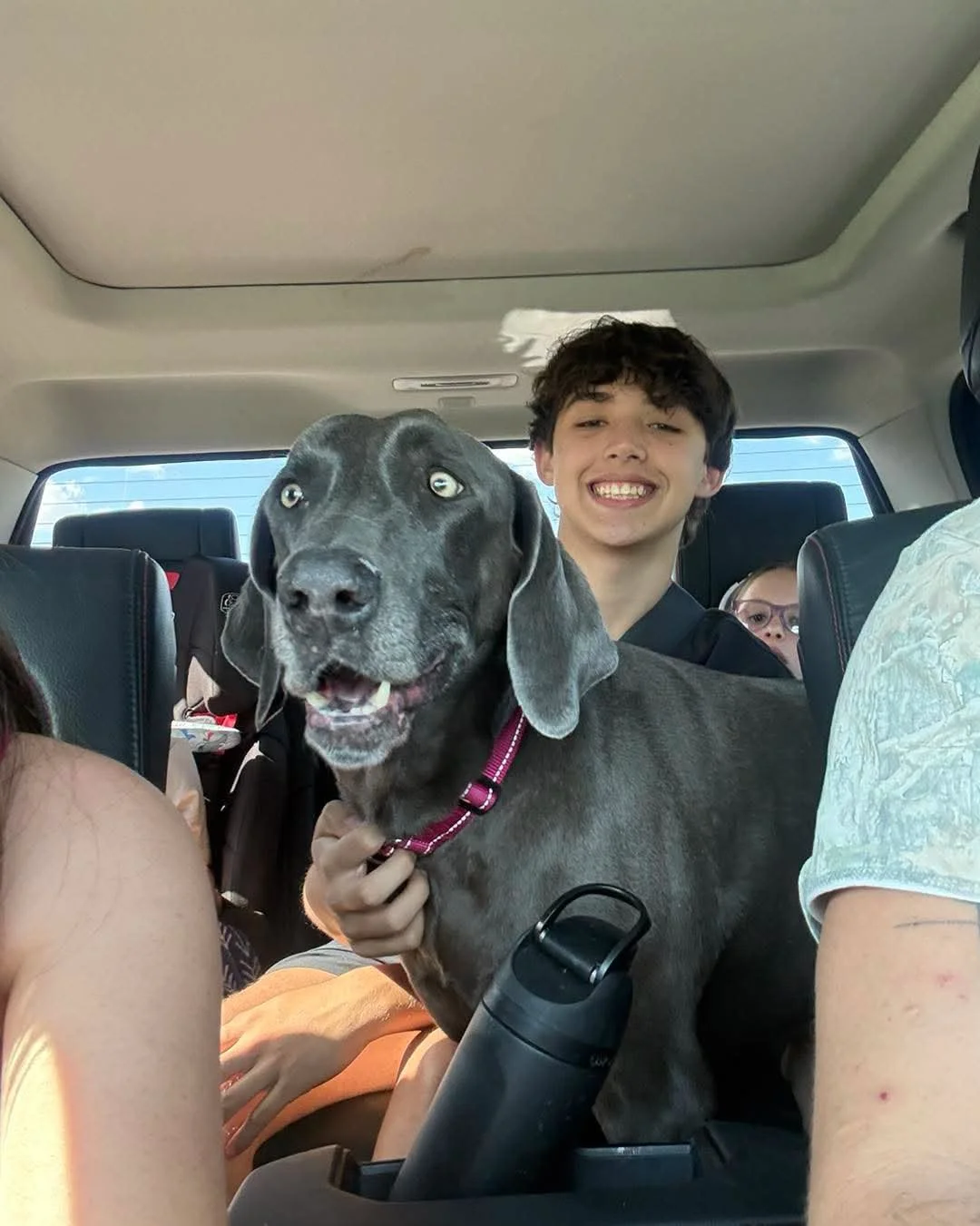 A Weimaraner in our care