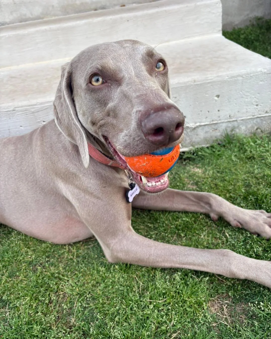 A Weimaraner in the WRT rescue program