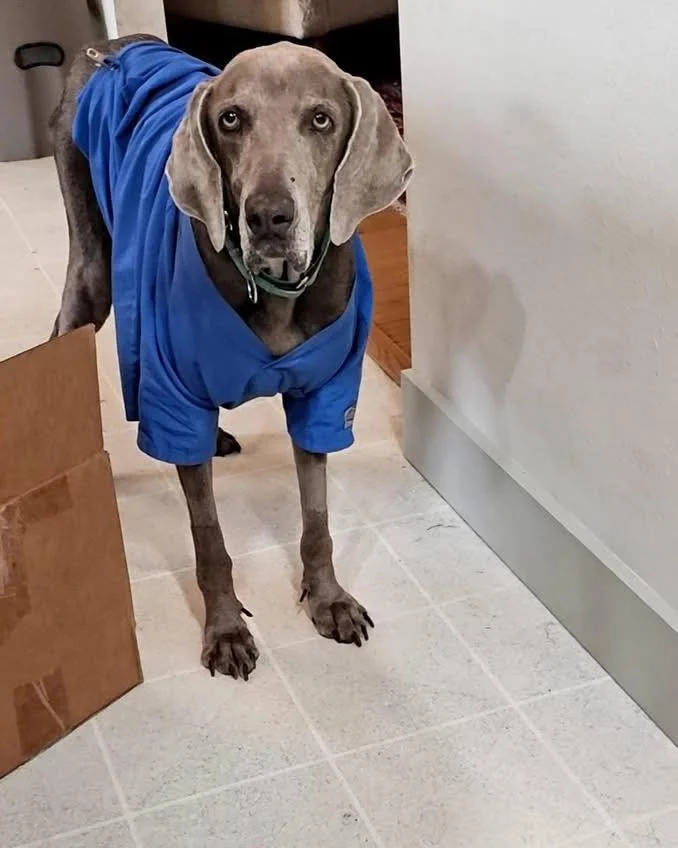A Weimaraner