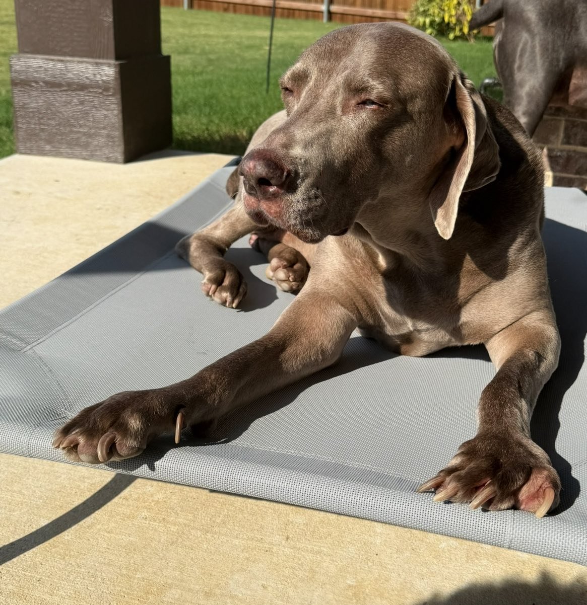 A Weimaraner in the WRT rescue program
