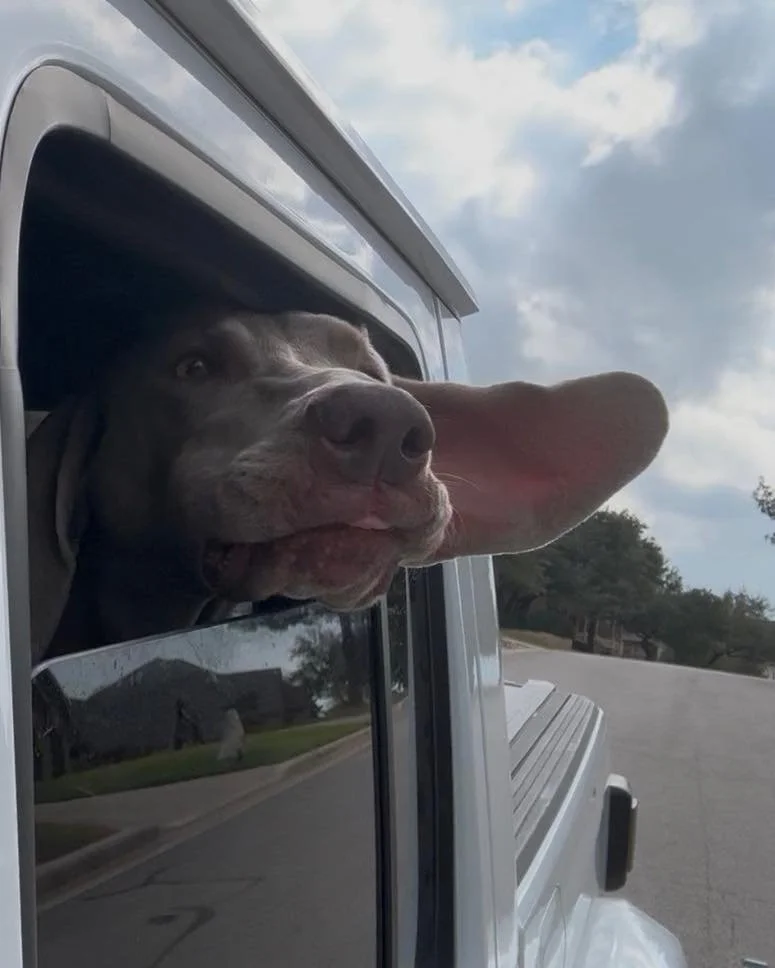 A Weimaraner in the WRT rescue program