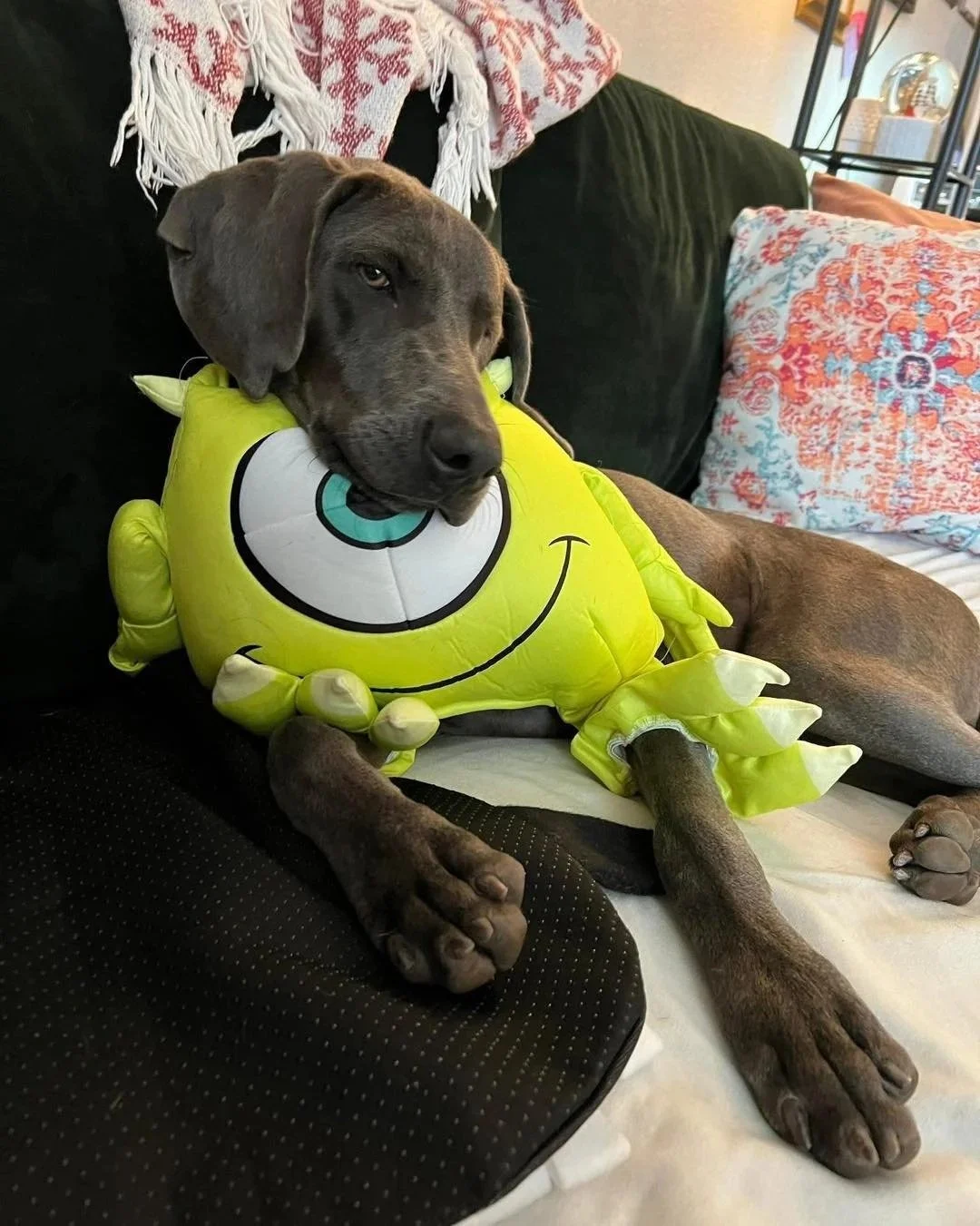 A Weimaraner chewing on a plush toy