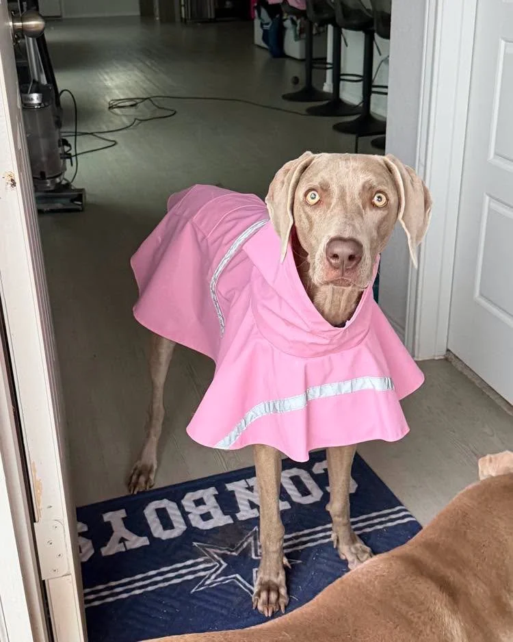 A Weimaraner in the WRT rescue program