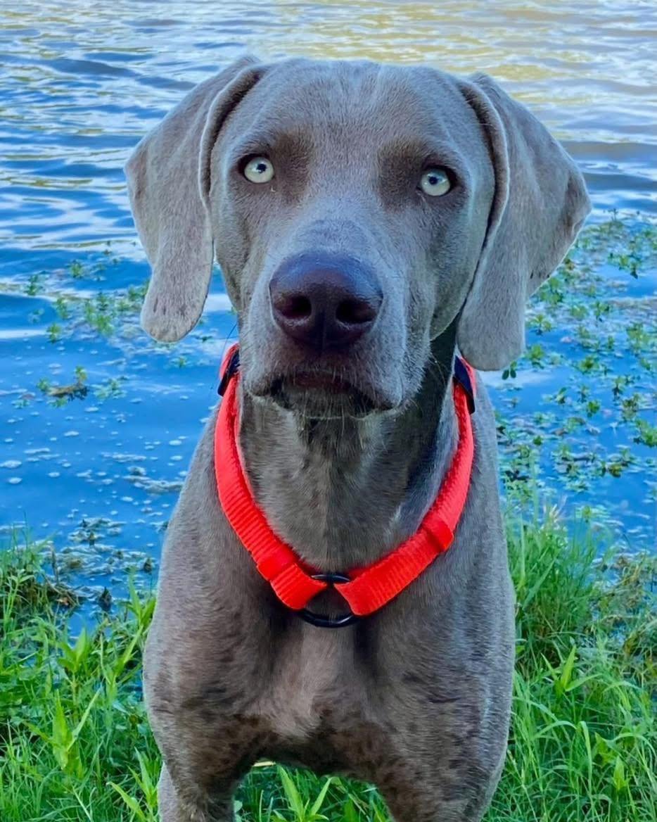 A Weimaraner in the WRT rescue program