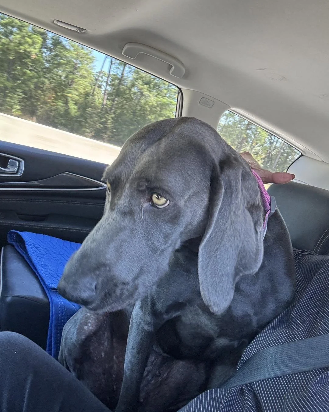 A Weimaraner in the WRT rescue program