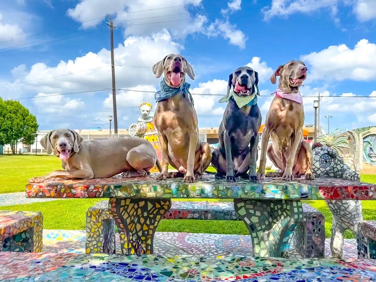Four Weimaraners sitting on a colorful mosaic bench in a Texas park