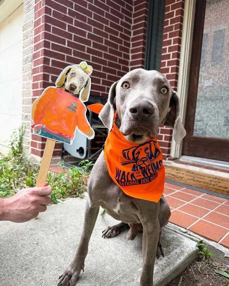 A Weimaraner with big ears