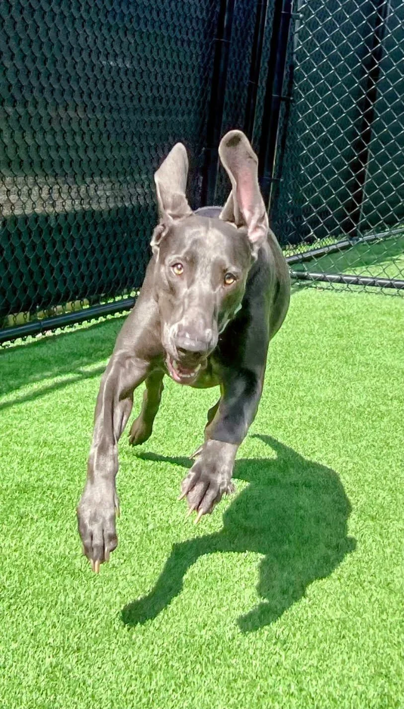 A Weimaraner leaping joyfully across a green turf field