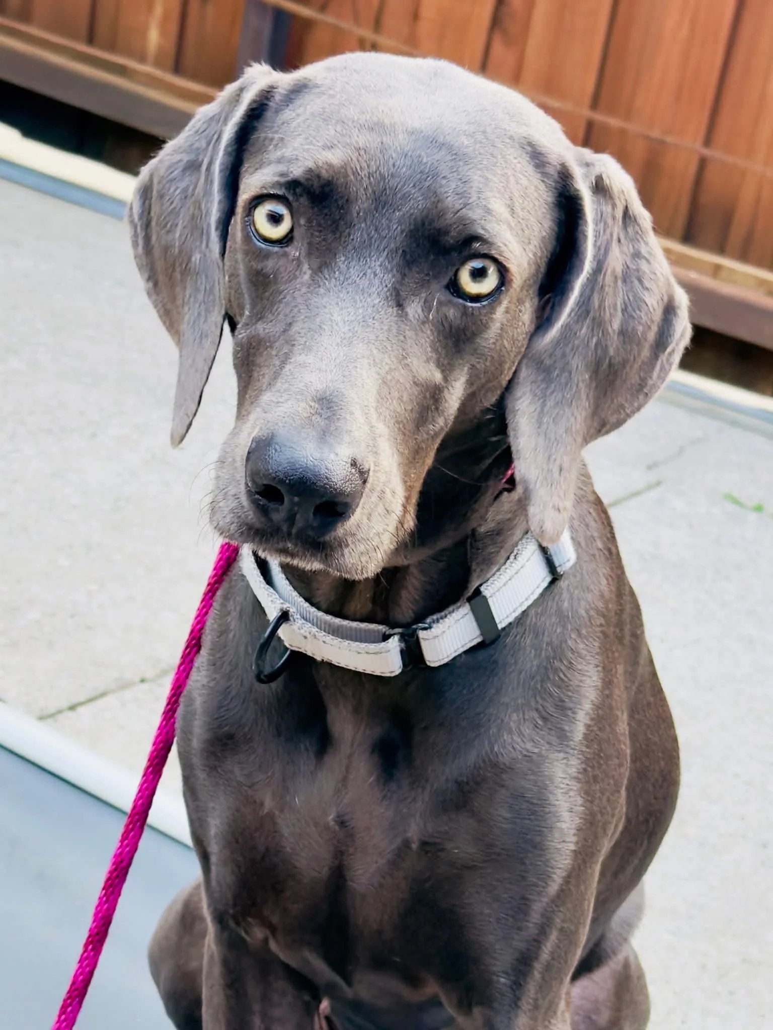 A Weimaraner in the WRT rescue program