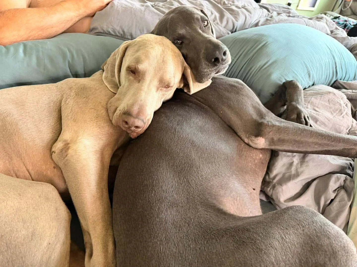 A Weimaraner in our care