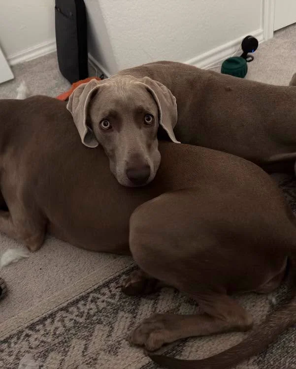 Two Weimaraners cuddling together