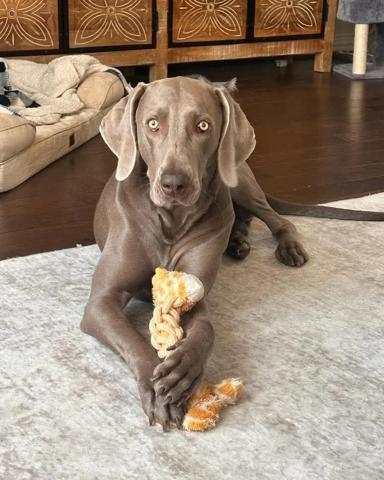 A Weimaraner in the WRT rescue program