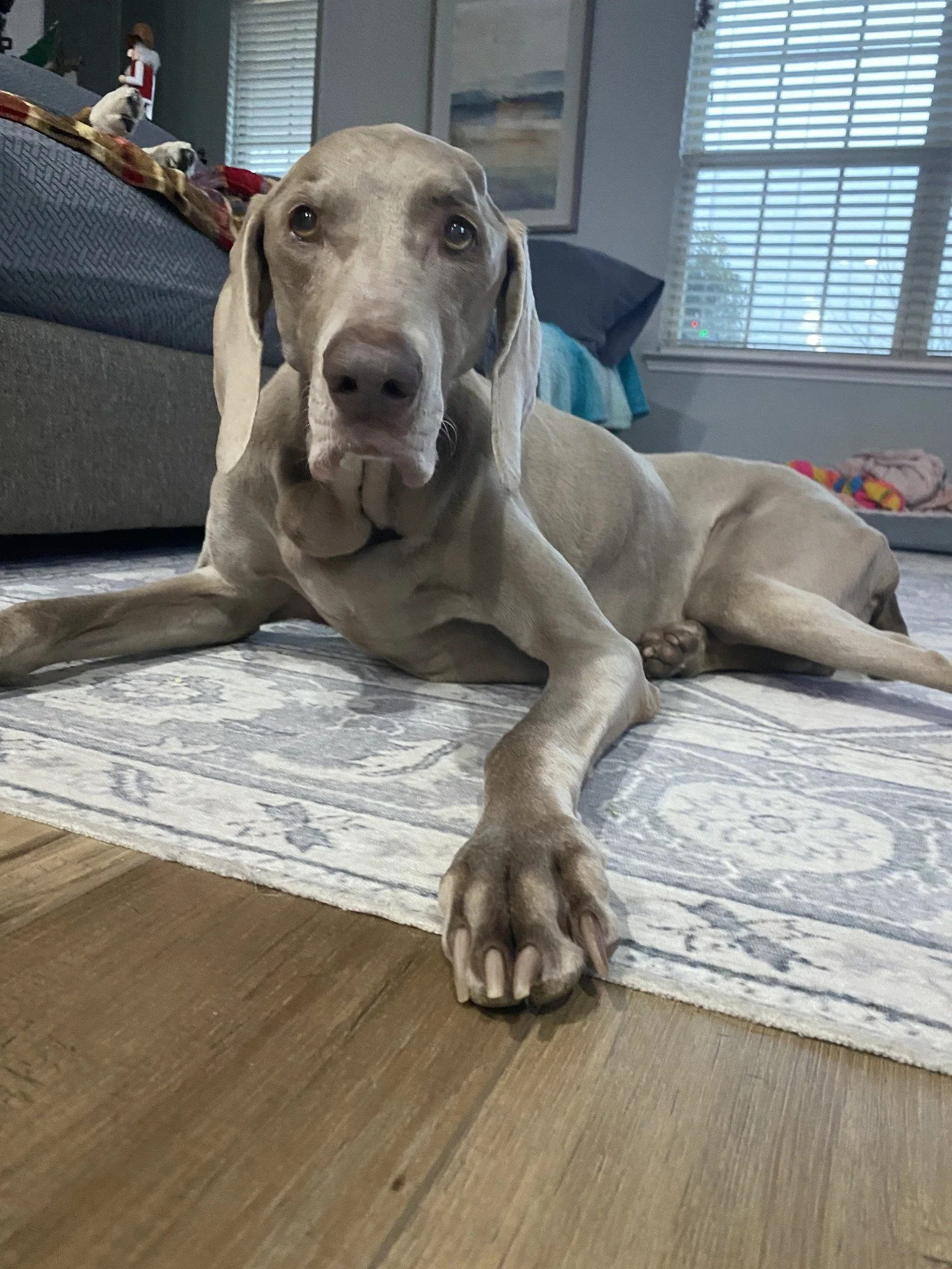A Weimaraner lying on a rug at home